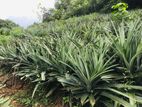 අන්නාසි පැළ- (Pineapple Plants)