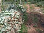 අන්නාසි පැළ- (Pineapple Plants)