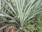 Pineapple Plants