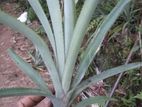 Pineapple Plants