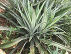 අන්නාසි පැළ- (Pineapple Plants)