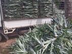 අන්නාසි පැළ- (Pineapple Plants)