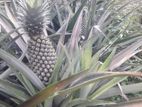 අන්නාසි පැළ- (pineapple Plants)