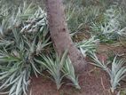 අන්නාසි පැළ- (Pineapple Plants)