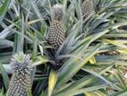 අන්නාසි පැළ- (Pineapple Plants)