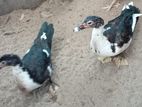Ducks