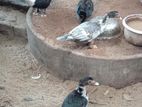 Farm Ducks