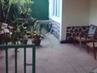 Annex for Rent - Handessa