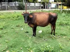 Milk Cow