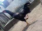 Velladiyan Rooster