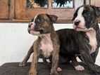 American Bully Puppies