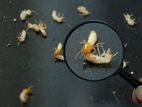 Ant and Insects Control Service