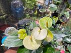 anthuriam plants