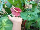 Anthurium 20 plants