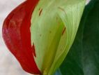 Anthurium ඇන්තූරියම්