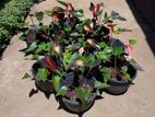 Anthurium (ඇන්තූරියම්) Plants