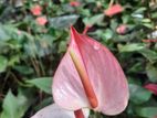 Anthurium Bangkok