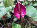 Anthurium Bangkok Plants