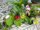 Anthurium Clearance