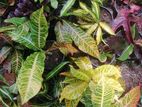 Anthurium Crotons Snake Plants