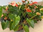 Anthurium Flower Plants