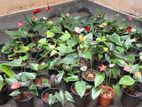 Anthurium Flower Plants