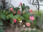 Anthurium Flowers with Vase