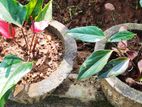 Anthurium Plant