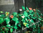 Anthurium Plants