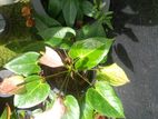 Anthurium Plant