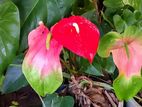 Anthurium