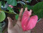 anthurium