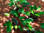 Anthurium Plant