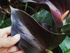 Anthurium