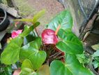 Anthurium Plant