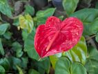 Anthurium Plant