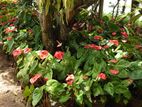 Anthurium