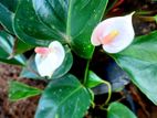 Anthurium Plant