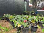 Anthurium net house with plants