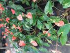 Anthurium Palnts