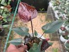 Anthurium Plant