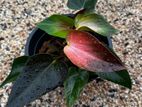 Anthurium Plant