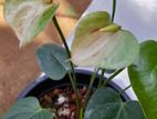 Anthurium Plant