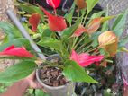 Anthurium Plant
