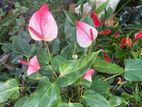 Anthurium Plant