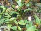 Anthurium Plants