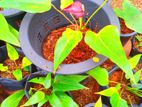 Anthurium Plant with Pot
