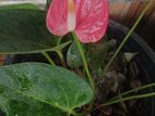 Anthurium Plants (ඇන්තූරියම්)