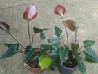 Anthurium Plants (ඇන්තූරියම් පැල )