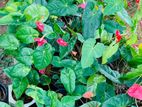 Anthurium Plants (ඇන්තූරියම් පැල )